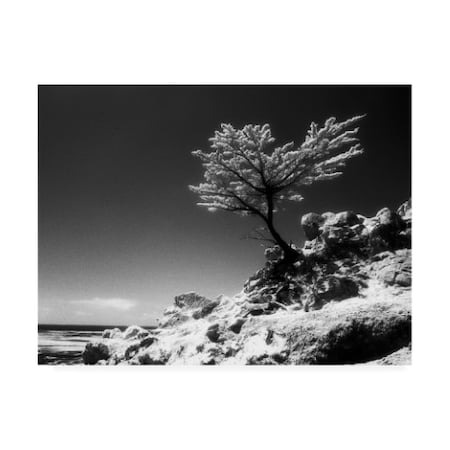 Monte Nagler 'Lone Cypress Monterey California' Canvas Art,24x32